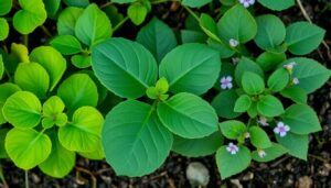 Three-Leaf Plant Identification: Discover the Hidden Secrets of Clover, Poison Ivy, and More